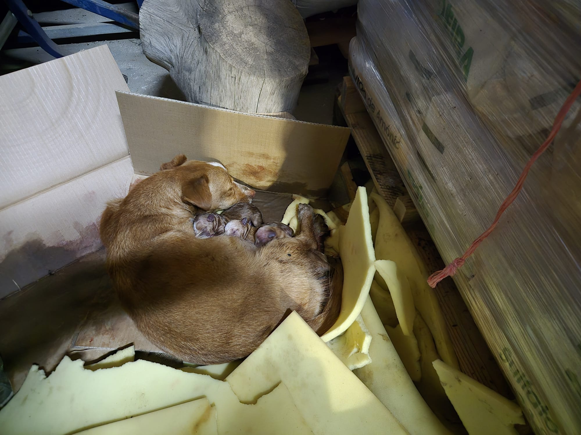 Mama Mel - Puppy Rescue Team